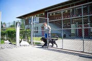 Viel Arbeit: Tierpflegerin Tabea Nigg vom Tierheim an der Ron führt einen Hund spazieren. (Bild Manuela Jans)