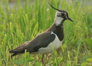 Der Kiebitz soll zurück nach Rothenthurm. (Bild: SVS/Birdlife Schweiz)