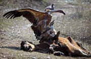 Die Geier erfüllen in Indien eine wichtige Aufgabe: Sie entsorgen die Kadaver von toten heiligen Kühen. (Bild: Channi Anand/AP)