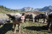 Wildschweine auf der Alp Selez. (Bild: Urs Flüeler/Keystone (Bürglen, 29. August 2017))