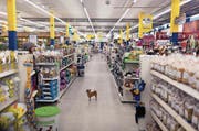 Haustiere – und die nötigen Accessoires – sind ein grosses Geschäft. Im BIld: ein Hund in einem Haustierfachmarkt. (Bild: Gaetan Bally/Keystone (Dietlikon, 30. November 2010))