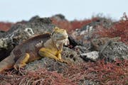 Landleguan (links) und Lava-Echse (rechts) auf Galápagos. (Bild: pd/Hans-Peter Reinthaler)