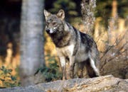 Die DNA-Analyse bestätigt, dass die Schafe von einem Wolf italienischer Abstammung gerissen worden sind. (Symbolbild Romano Cuonz / Neue OZ)