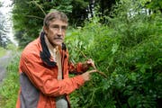 Silvio Covi, Fachleiter Schutzwald, zeigt eine von der Eschenwelke betroffene Pflanze. (Bild: Neue LZ / Dominik Wunderli)
