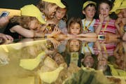 Urner Schulkinder im Naturhistorischen Museum in Bern. (Bild: PD)