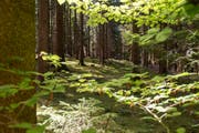 Im Wald verbrannte der mutmassliche Täter Abfall. (Symbolbild / Keystone / Marcel Bieri)