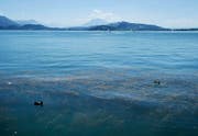 Der einzige «Chnurz» mit dem Zugersee sind die Algen, die sich immer wieder mal darin finden. (Bild Stefan Kaiser)
