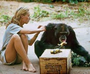 Jane Goodall Anfang der Sechzigerjahre mit «David Graubart». (Bild: National Geographic Creative/Hugo van Lawick)