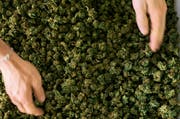 Cannabis ist Droge und Medizin zugleich. (Bild: Christian Beutler/Keystone)