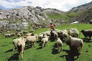 Über 16 000 Schafe werden auf 73 Alpen im Kanton Uri gesömmert. (Bild: pd)