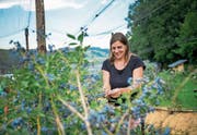 Hochsaison bei der Heidelbeerernte: Esther Geissmann beim Pflücken auf dem Betrieb in Altwis. (Bild: Roger Grütter (18. Juli 2017))