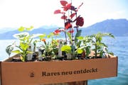 Mehr Retro geht nicht: Setzlinge seltener Pflanzen-, Gemüse- und Fruchtsorten erfreuen sich immer grösserer Beliebtheit. (Bild: Pro Specie Rara)
