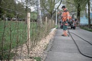 Beim Churchill-Park wurden bereits die Heckenabgrenzungen für die Freilaufzone erstellt. (Bild: Pius Amrein (Luzern, 18. April 2017))