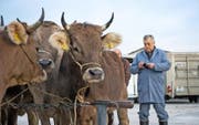 Landwirte und Viehhändler begutachten die Tiere am Schlachtviehmarkt in Eschenbach. Bild: Dominik Wunderli (22. November 2016)