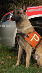 Polizeihund Bounce stellte den Einbrecher. (Bild Luzerner Polizei)