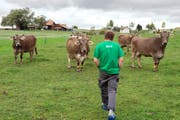 Ein Bio-Bauer läuft zu den Kühen auf seinem Hof in Oberwil-Lieli im Kanton Aargau. (Bild: Keystone/Dominic Steinmann)