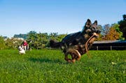 Spielende Hunde auf der Luzerner Allmend. Demnächst soll auf einem Teil der Allmend eine offizielle Hunde-Freilaufzone entstehen. (Bild: Roger Grütter / Neue LZ)