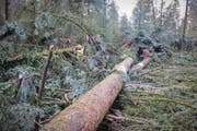 Forstarbeiter bei Aufräumarbeiten nach dem Sturm Burglind. (Bild: Marcel Bieri/Keystone (Huttwil, 3. Januar 2018))