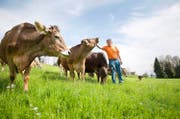 Biobauer Josef Bircher bei seinen Kühen auf der Wiese in Malters. (Bild: Manuela Jans-Koch / Neue LZ)