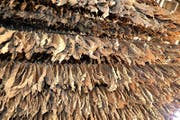 Auch heute noch internationale Spitze: kubanischer Tabak. (Bild: Thomas Bornhauser)