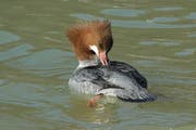 Ein Gänsesäger. (Bild pd)