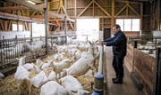Landwirt Peter Kaufmann in seinem Stall. 140 Saanenziegen hält er hier.Bild: Manuela Jans (Nebikon, 24. November 2016)