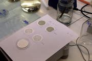 Im Laboratorium der Urkantone wird viel analysiert – im Bild: Trinkwasserproben. (Archivbild Harry Ziegler/Neue SZ)
