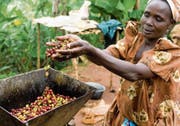 Kaffeebohnen aus Uganda – solche Produkte können durch Crowdordering nach Hause bestellt werden. (Bild: Simon Rawles/Getty)