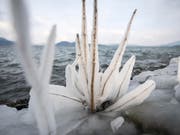 Die Ästhetik der Kältewelle: Am Ufer des Vierwaldstättersees haben sich in den vergangenen Tagen Eisskulpturen gebildet. (Archiv) (Bild: KEYSTONE/URS FLUEELER)