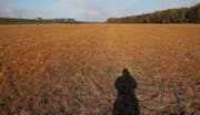 Dieses Feld in der Nähe von Leipzig, Deutschland, wurde mit glyphosathaltigem Unkrautvertilger behandelt. (Bild: Getty)