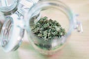 Getrockneter Cannabis – für Studienteilnehmer bald in der Apotheke käuflich. (Symbolbild: Gaetan Bally/Keystone)