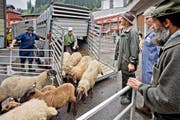 Wie lange es solche Szenen noch zu beobachten gibt, ist ungewiss. Die Schafe am Flühler Schafmarkt werden angeliefert und bald darauf zum Kauf angeboten. (Bild Pius Amrein)