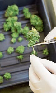 Die Abgabe von Cannabis ist aktuell nur für medizinische Zwecke erlaubt. (Bild: Peter Dasilva/EPA)