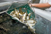 Fischzucht auf dem Land könnte in Zukunft in der Schweiz an Bedeutung gewinnen. (Bild: (Symbolbild) Keystone/Jean-Christophe Bott)