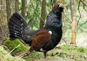 Ein Auerhuhn. (Bild pd)
