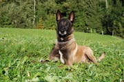 Dank Polizeihund Yagus konnte der zweite Einbrecher gefasst werden. (Bild: Luzerner Polizei)