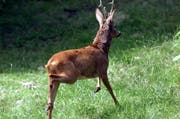 Ein Reh wurde bei einer Kollision getötet. Im Bild: Ein Reh im Tierpark Goldau. (Bild: Peter Fischli (Neue LZ))
