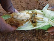 Ein Herbst-Heerwurm oder «Armyworm» in einem Maiskolben. (Bild: AFP/Cabi)