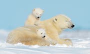 Drei Jahre lang bleiben kleine Eisbären bei ihrer Mama – und lernen alles, was sie können müssen, durch Beobachtung und Nachahmung. (Bild: Getty)