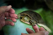 Rund 50 Schildkröten hausen derzeit in der Büroner Auffangstation. Die kleinste ist knapp grösser als eine Streichholzschachtel, die grösste passt kaum in einen Briefkasten. (Bild Manuela Jans)