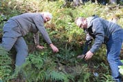 Der Obwaldner Regierungsrat Paul Federer (rechts) und Kantonsoberförster Peter Lienert pflanzen gemeinsam eine Weisstanne. Im Kanton Obwalden sind 10'000 neue Bäume zur Aufforstung des Schutzwaldes gepflanzt worden. (Bild PD)
