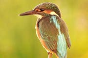 Der Eisvogel. (Bild: Niklaus Troxler)