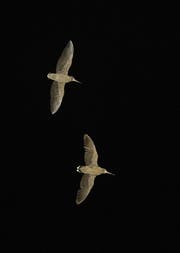 Leicht zu entdecken ist die Waldschnepfe nur während des Balzflugs, dem so genannten Schnepfenstrich. (Bild: PD/Jean-Lou Zimmermann)