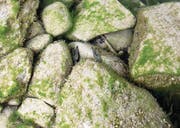 Der Kamberkrebs in einem Unterschlupf im Wasser unter einem Stein. (Bild: Stefan Kaiser (Zug, 18. April 2017))
