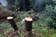 Insgesamt 55 Bäume wurden unterhalb des Aussichtspunkts Bellevue auf dem Gottschalkenberg illegal gerodet. (Bild Werner Schelbert)