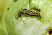 Helicoverpa-Raupe auf Salat (Bild: PD)