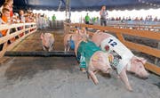 Selbstverständlich gehört auch dieses Jahr das traditionelle Säulirennen dazu. (Bild: PD / Messe Luzern AG)