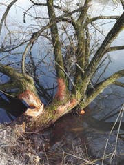 Die Biber sind am Rotsee "heimisch" geworden! (Bild: Beat Murer)