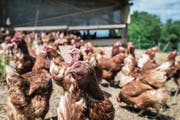 Legehennen zählen zu den wirtschaftlichsten Betriebszweigen der tierischen Produktion. (Bild: Christian Beutler/Keystone (Niederweningen, 5 Juni 2013))