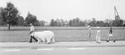 Dompteurin Maxy Niedermayer führt Eisbär «Baby» durch Rothenburg spazieren, vorsichtig gefolgt von drei neugierigen Knaben. (Bild: Emanuel Ammon (5. August 1976))